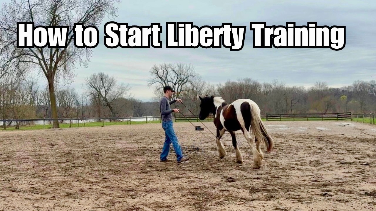 How to Start Liberty Training With Your Horse PART 3 - YouTube