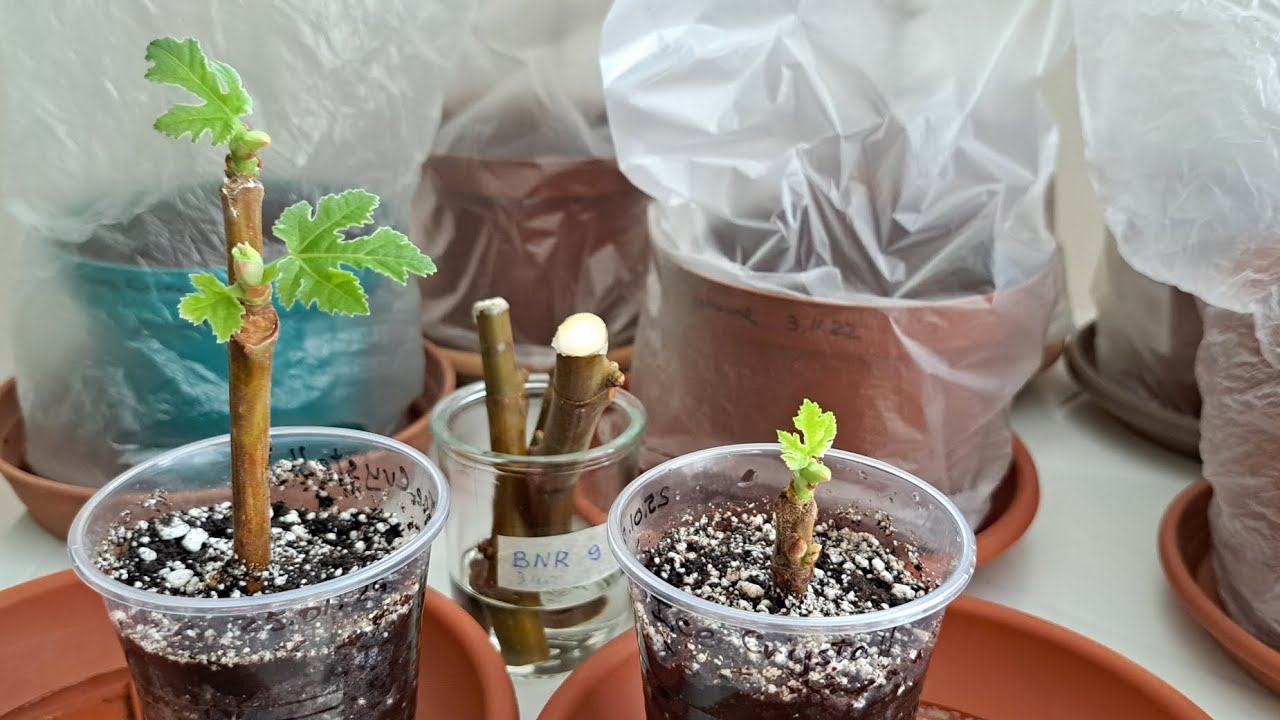 Укоренение черенков инжира. Пересадка из воды в грунт.13.02.26.