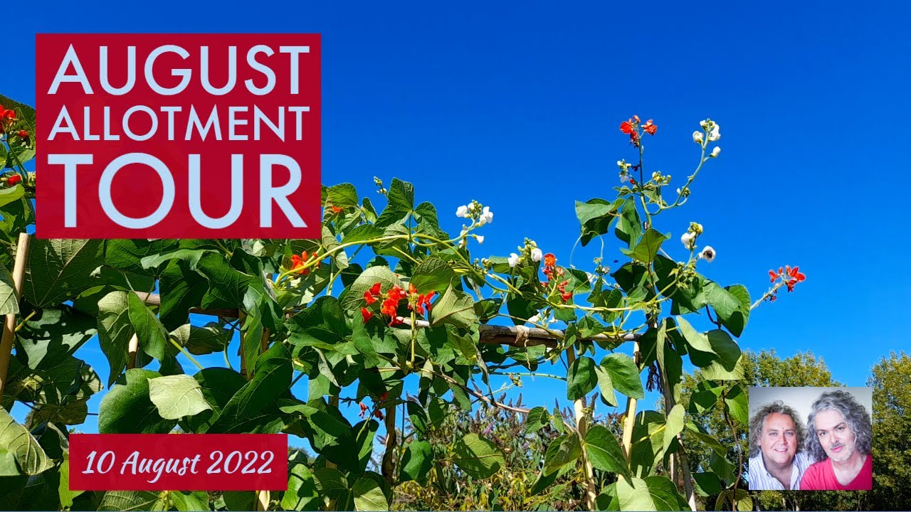 August Allotment Plot Tour (UK) - Warts & All, 10/8/2022
