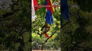 Monkey Spinning on Rope Like a Pro 🐒