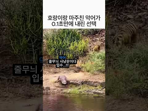 호랑이와 마주친 악어가 0.1초만에한 충격적인 선택! 🐯🐊 thumbnail