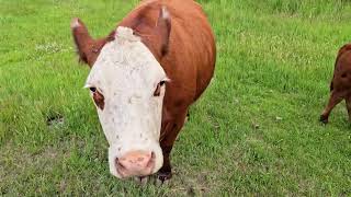 Homestead Vlog : It is unfortunate that we have to say goodbye to our old cow Big Momma 