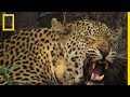 Leopards Mate 250 Times In 48 Hours