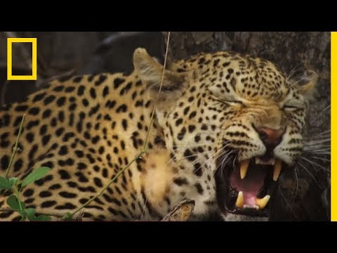 Leopards Mate 250 Times In 48 Hours 