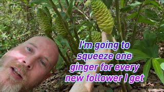 Shampoo ginger! Squeezing one per follower! I’m working on eating 5000 chaos beans for all the likes