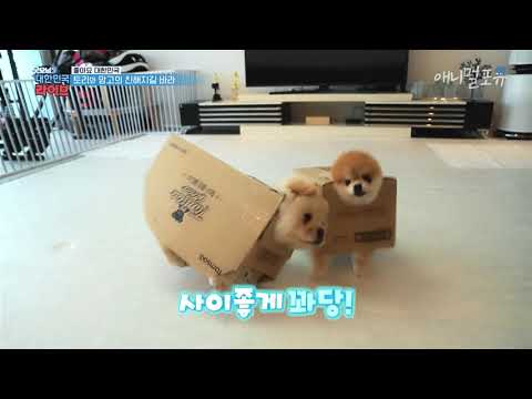 맨날 싸우는 귀여운 댕댕이 형제 ㅠㅠ｜KBS 굿모닝 대한민국 211020 방송
