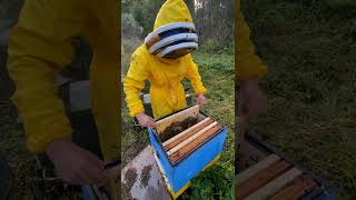 Много интересного нашел в пчелиной семье когда отбирал мёд. #dobrosot