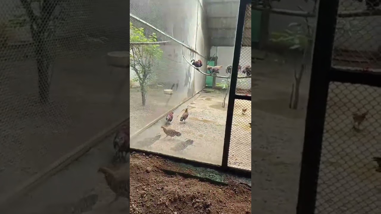 Shakkar bag zoo junagadh 🥰