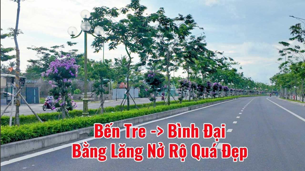Trip from Ben Tre to Binh Dai | Crape Myrtle blooms paint the Dong Tay Boulevard purple