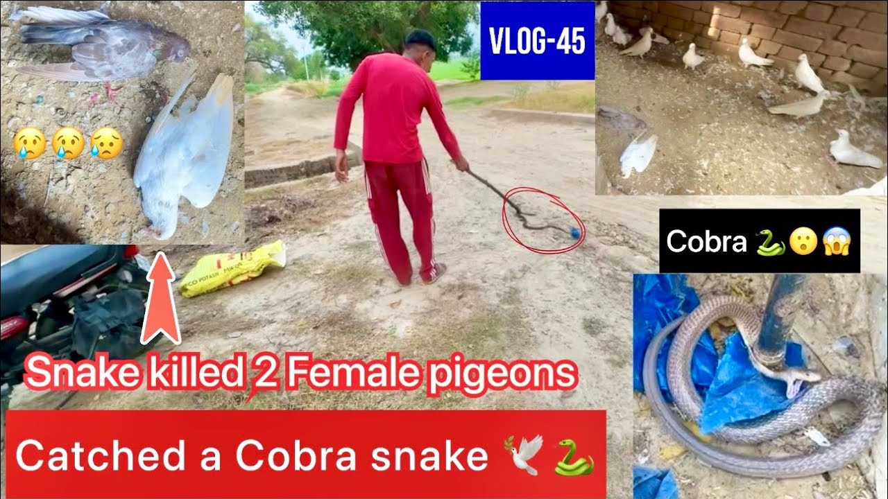 Catched a dangerous Cobra snake 🕊️🐍😱|| 2 ਕਬੂਤਰੀਆਂ ਮਾਰ ਦਿੱਤੀਆ|| ਦੇਖੋ 🐍 ਕਿਵੇ rescue ਕੀਤਾ…