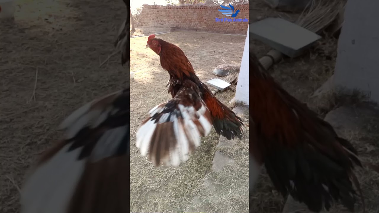 aseel murgh oversmart action