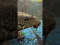 Por incrível que pareça este peixe está vivo. #curiosidades #conhecimento #animais