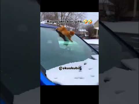 Kayacaktı kar gitti kıyamam sana ben 😂😂 #keşfet #kedi #youtubeshorts #cat