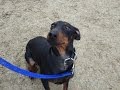 Nelson - Manchester Terrier - 4 Week Residential Dog Training at Adolescent Dogs