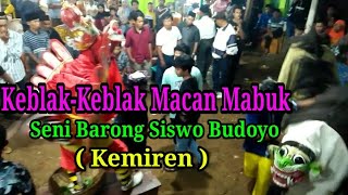 Keblak-Keblak Macan Mabuk| Barong Siswo Budoyo Kemiren.