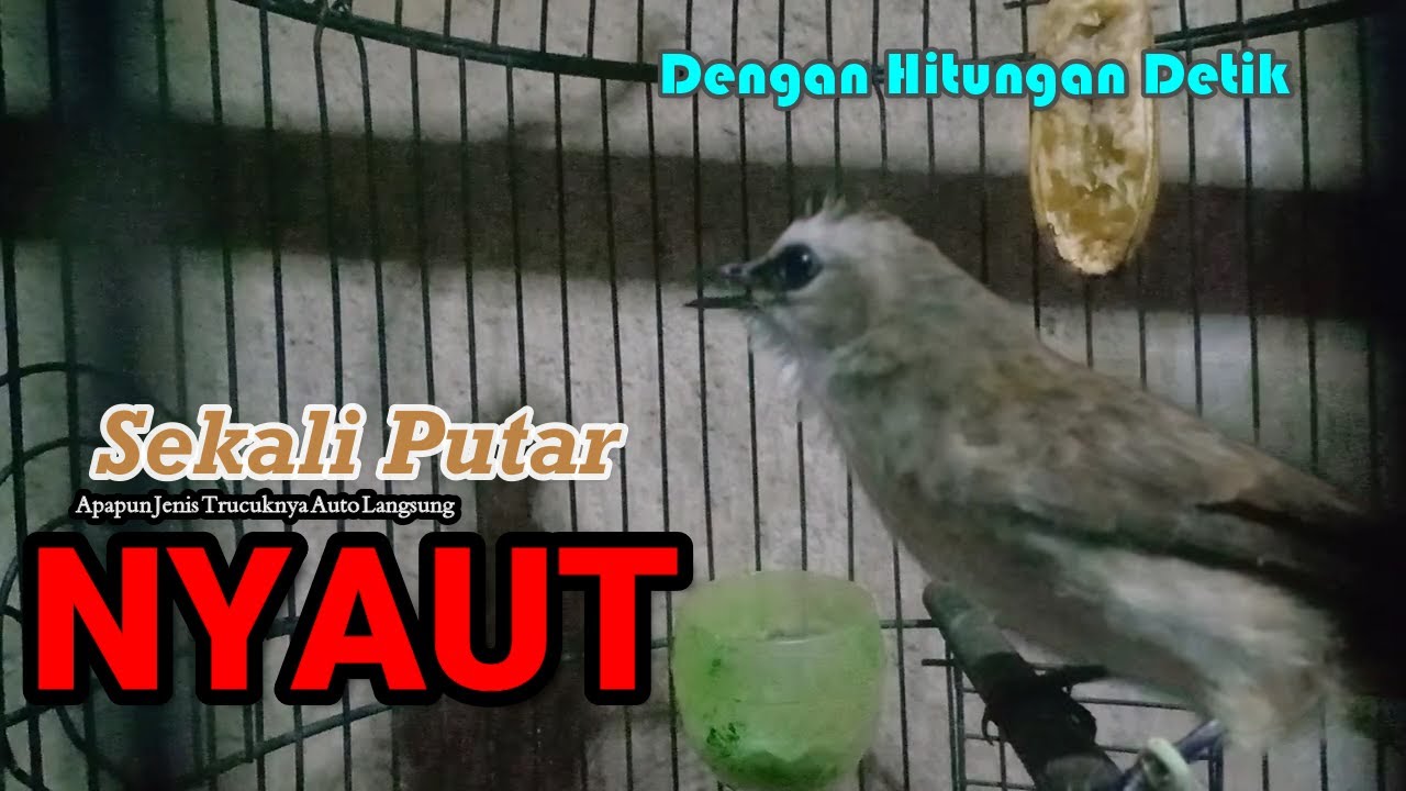 Masteran Trucukan Gacor Ngalas Tarung Ropel Panjang | Ampuh Untuk Pancingan Trucuk Agar Bunyi Nyaut