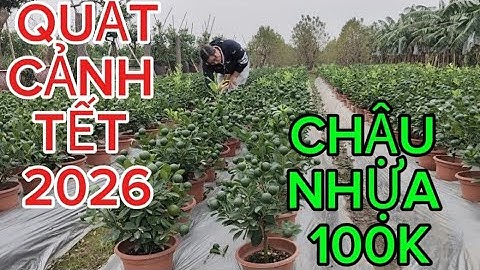 QUẤT CẢNH TẾT 2026 QUẤT MI LI QUẤT BAN THẦN TÀI, QUẤT LÙM #QUAT THÁP #QUAT CANH TẾT ĐỦ CÁC LOẠI 