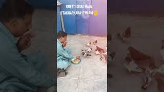 Ustad Raja Iftikhar Kaka Champion Pigeons After Landing In Tournament kabootarbazi