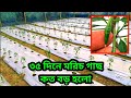মালচিং পদ্ধতিতে ৩৫ দিনে মরিচ গাছ কত বড় হলো 🌱 মরিচ চাষ পদ্ধতি | Green Chilli | Pepper