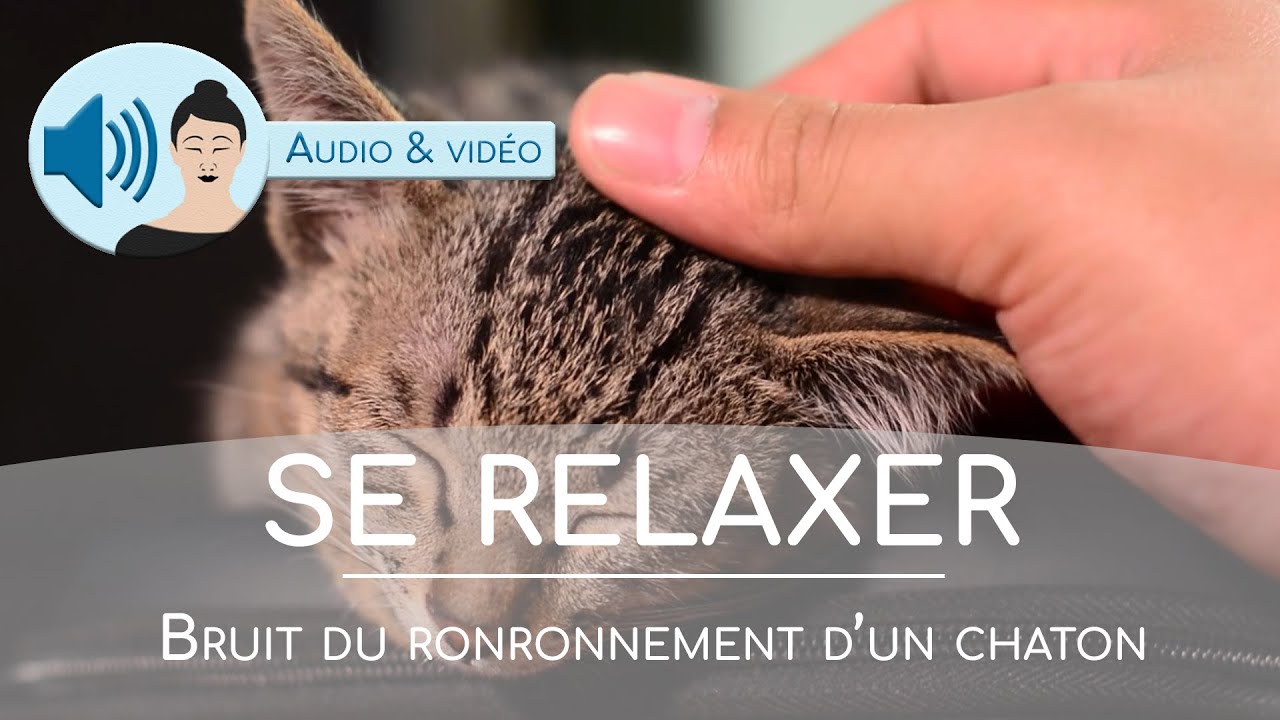 Bruit de ronronnement de chaton pour la relaxation