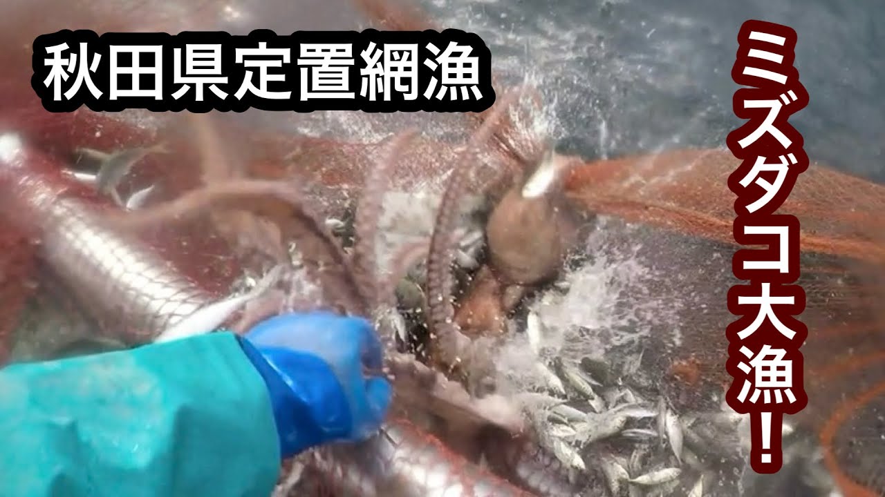 【定置網】ミズダコ大漁！デカ過ぎてタモに入らない