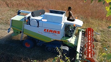 Strong buckwheat of the 2023 harvest, I drive a combine