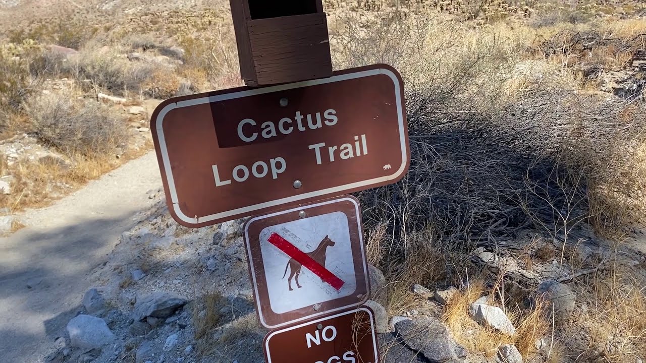 CACTUS LOOP TRAIL, BORREGO SPRINGS, CALIFORNIA 🇺🇸