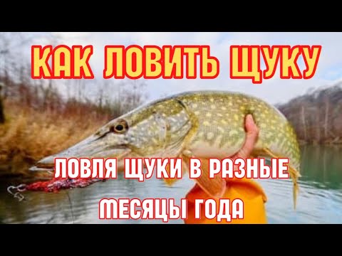 Как видит щука. Щука Судак и окунь хищная рыба и сом. Жор хищной рыбы весной. Лиман Чумяный. Рыбалка в Краснодаре.