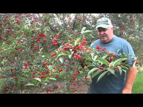 Wideo: Zbieranie wiśni - kiedy i jak zbierać owoce wiśni