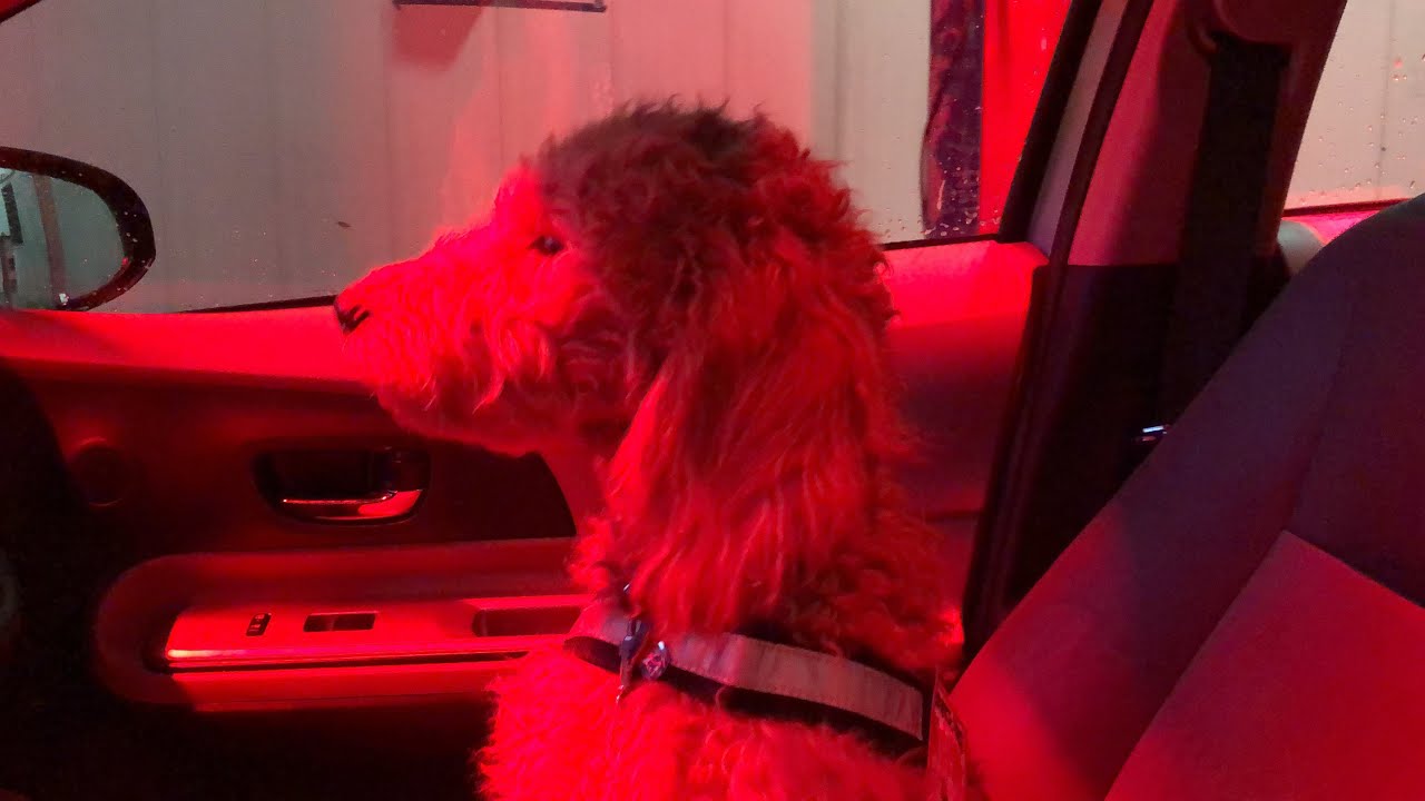 Puppy’s First Carwash Service Dog in Training YouTube