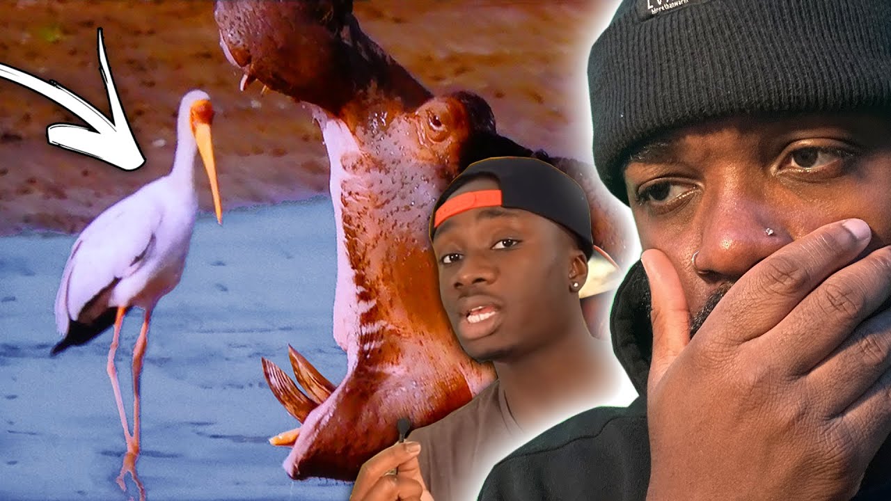 ANIMALS WITH THE WORST LUCK SINCE BIRTH (Casual Geographic Reaction)