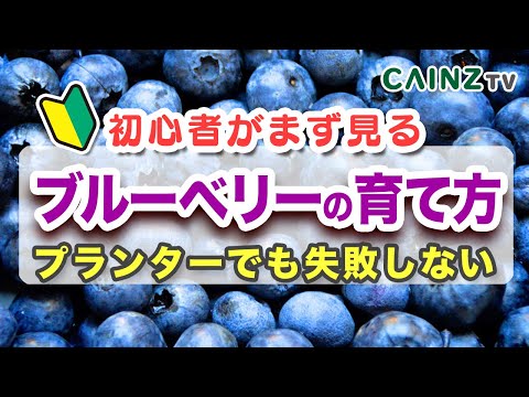 大粒＆トロピカルな香り！カメリアブルーベリーの育て方とコツ