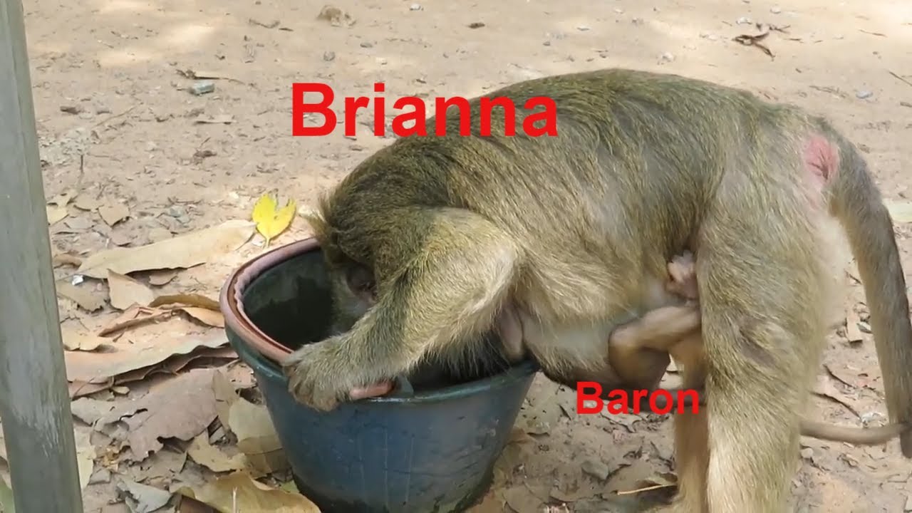 OMG!!! Brianna Monkey And Baron Golden Monkey Very Thirsty Drinking Water Two Time In 30 Minutes