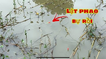 Câu Cá Rô Phi - Cá Mè Vinh Thả Mồi Cá Ăn Dính Liên Tục | Fishing - Miền Tây