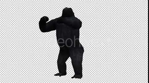 Gorilla 4 | Motion Graphics - Envato elements