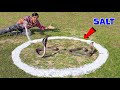 Cobra snake in salt circle            5 snake myths tested