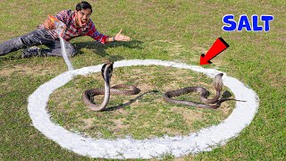 Cobra Snake in Salt Circle | क्या कोबरा सांप नमक के घेरे को पार कर पायेगा? 5 Snake Myths Tested screenshot 3