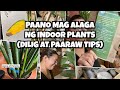 TAKING CARE OF INDOOR PLANTS TIPS