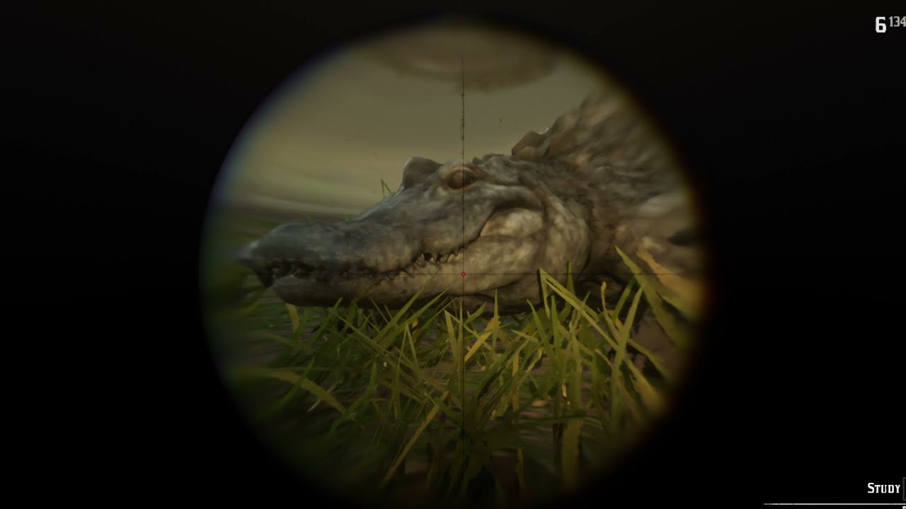 How To Get Perfect Alligator Skin Rdr2 How To Get A Perfect Alligator Skin, Alligator Hunting in RED DEAD