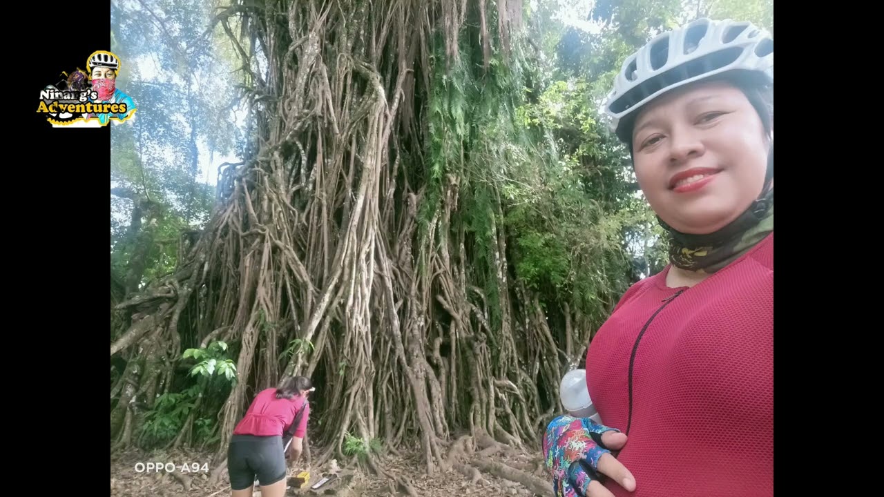 650 Years Old Balete tree in Maria Aurora / Bike Adventures Cavite to Aurora Province