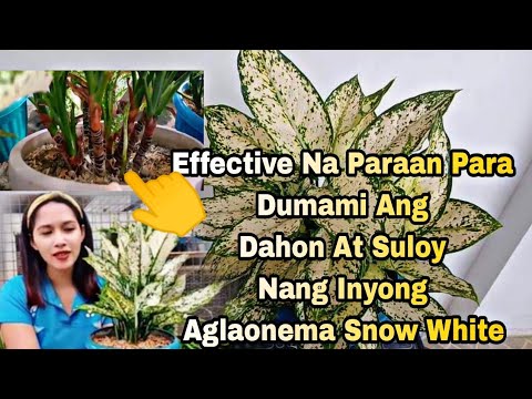 Effective na Paraan Para Dumami Ang Suloy ,Saha at Dahon  Nang Ating Aglaonema Snow White