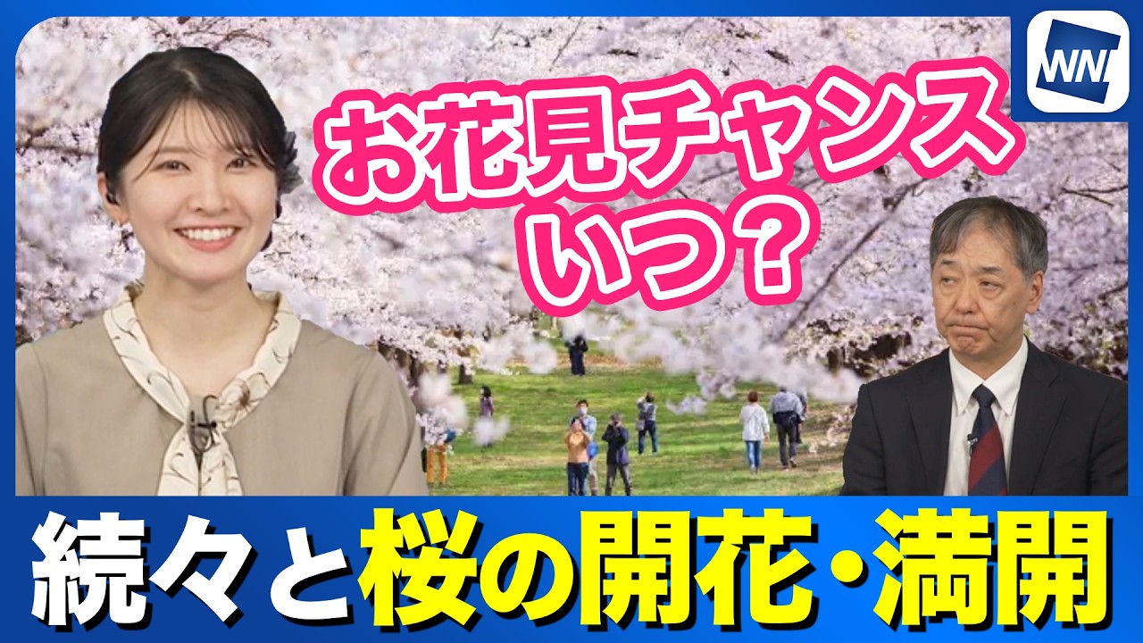 開花宣言-Cherry blossoms are blooming- Cherry blossoms are blooming and reaching full bloom one after