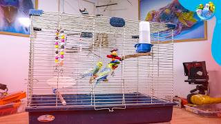 Budgie Creativity Ideas: Cage Painting, Playground Making, and 3D Printed Nest by Alen AxP 24,776 views 5 months ago 14 minutes, 48 seconds