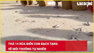 Thả 14 rùa biển con bạch tạng về môi trường tự nhiên | Báo Lao Động
