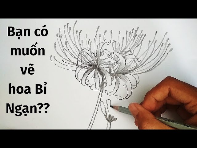 Bộ sưu tập vẽ hoa bỉ ngạn đẹp và tinh tế