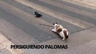 Gato persiguiendo palomas | Pigeon Trainer Cat