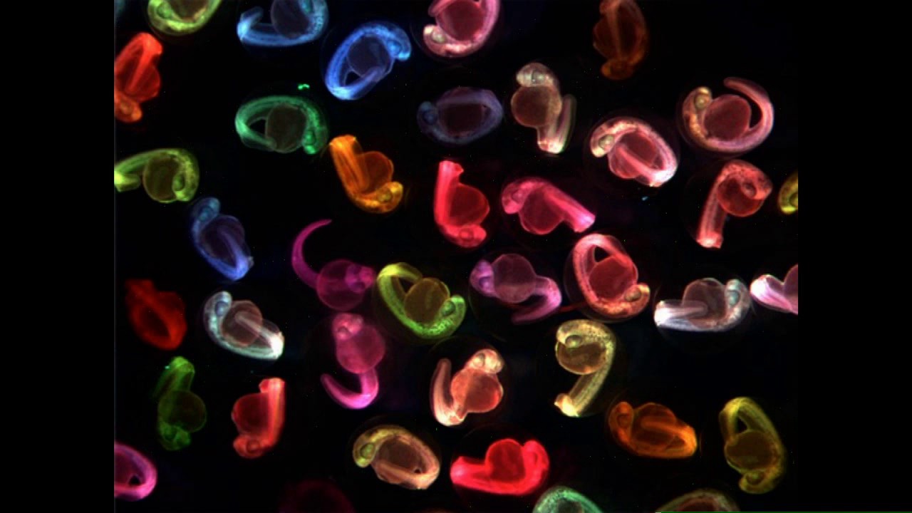 Leonard Zon: Translating Zebrafish Development to the Clinic