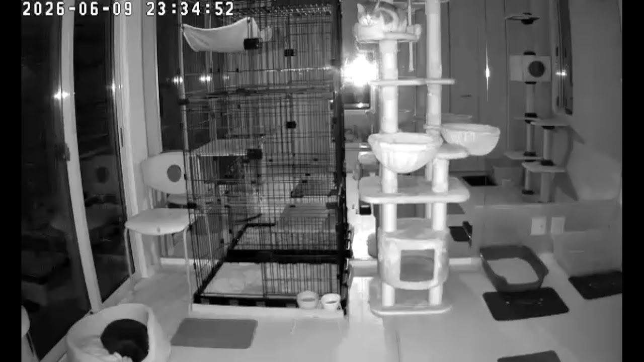 さくらねこ のライブ配信