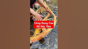 Bạn đã biết công dụng của Rễ Dâu Tằm chưa?