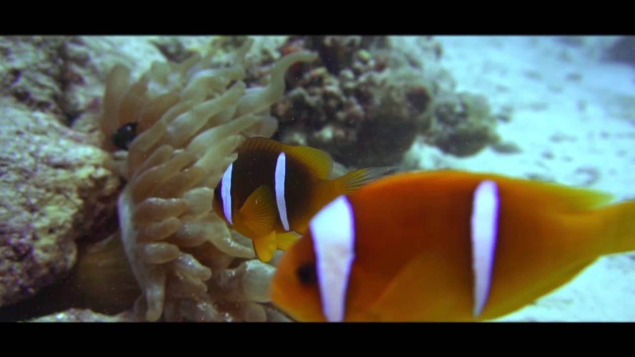TESTING SONY A6300 (MEIKON UW HOUSING) -  REDSEA DIVING